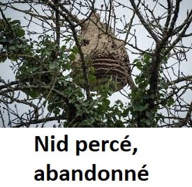 nid abandonn%C3%A9 - Que deviennent les nids de frelons asiatiques l'hiver ?