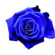 The BlueRose Gentlemen of Vienna