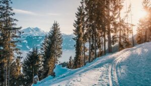 Paysage de montagne avec de la neige et des sapins