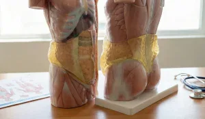 anatomical torso model 360 liposuction target zones