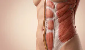 abdominal muscle tightening anatomy