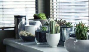 Plusieurs mini plantes sur un rebord de fenêtre