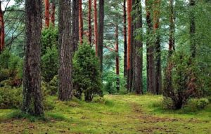 A forest scene with tall pine trees, green shrubs, and a mossy path leading through dense vegetation.