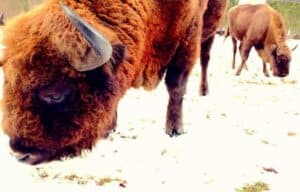 Close-up of two European bison grazing on snow-covered ground, with one in the foreground&mdash;one of many reasons to visit Poland for nature lovers.