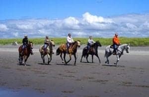 horses