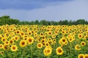 Sonnenfelder im Osten von Maine - Ein Bündel gelber Blumen - Gewöhnliche Sonnenblume