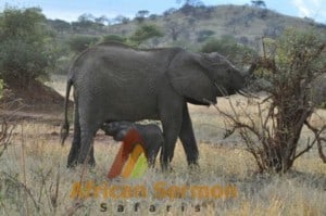 safari-holiday-in-kenya-baby-elephant-breast-feeding: kenya tour safaris