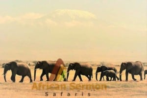 13 days kenya explorer tour: elephants-in-amboseli-national-park-against-the-back-from-of-mount-kilimanjaro