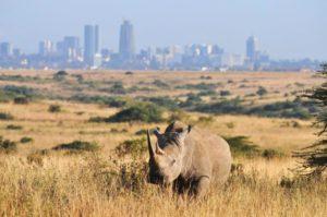Kenya Nairobi National Park Tour and day trips