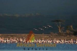 flamingos-at-lake-nakuru-safari-holiday-in-kenya: Kenya tour safaris