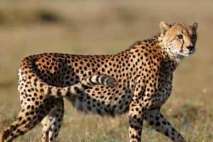 8-Day Best Kenya safari tour - Best of Kenya safari itinerary