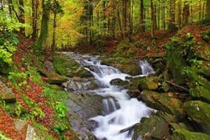 A forest stream flows over moss-covered rocks surrounded by green and autumn-colored trees.