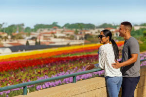 discover the carlsbad flower fields