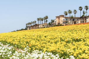 carlsbad flower fields