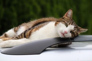 D'un naturel stressé, le moindre changement peut lui générer du stress.
