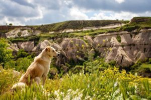 Il est important de choisir une destination adaptée et de préparer votre animal à voyager.