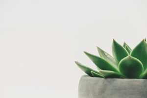 Certaines plantes permettent d’éliminer efficacement les vapeurs d'essence toxiques.