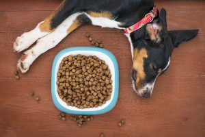 Pour laisser votre animal de compagnie seul un jour ou deux, il y aura forcément un distributeur de croquettes adapté à vos besoins.