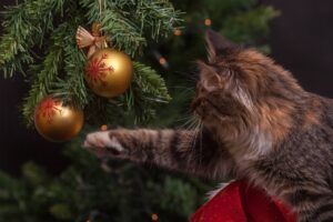 chat noel