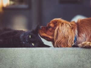 Un chat noir et un chien marron