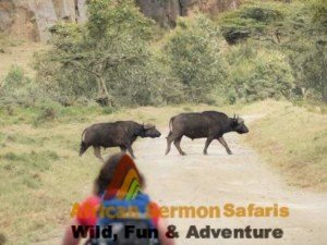 6 Days Kenya tour Mt. Longonot, Hell's Gate, Maasai Mara during Kenya safari holiday
