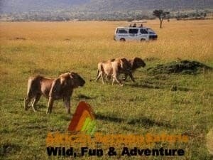 About us - African Sermon Safaris for safari in Masai Mara