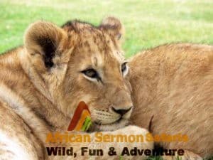Tanzania safaris: Tanzania safari tours and holidays to Serengeti &Ngorongoro crater