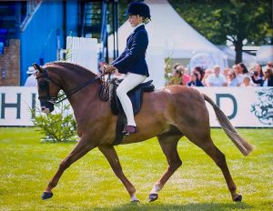 Turmeric for horses