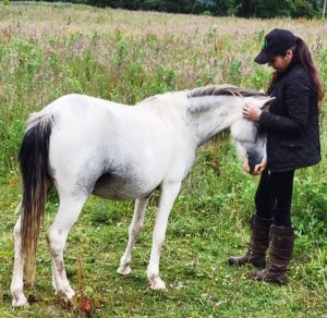 magnesium horse supplement