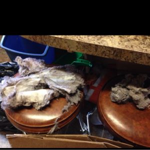 dryerventcleaning