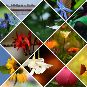 1 Dag Workshop Intu&iuml;tieve Ontwikkeling en Kaartleggen - 20 februari