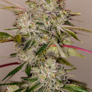 Sticky Dream Feminised Cannabis Seeds by Positronic Seeds