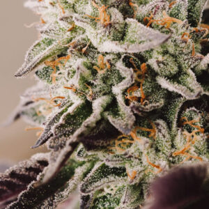 Vision Gelato Auto Feminised Cannabis Seeds by Vision Seeds