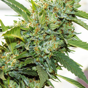 Vision Kosher Feminised Cannabis Seeds by Vision Seeds