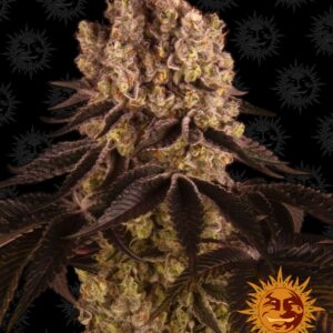 Purple Punch Feminised Cannabis Seeds by Barney's Farm Seeds