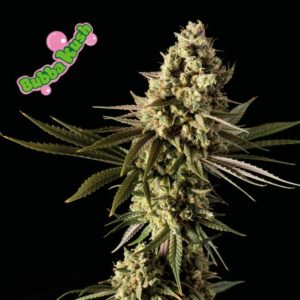 Seedsman Bubba Kush Feminised cannabis seeds
