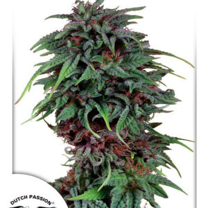Durban Poison Feminised Cannabis Seeds by Dutch Passion