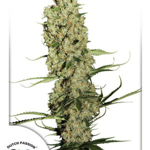 Jorges Diamonds #1 Feminised Cannabis Seeds by Dutch Passion
