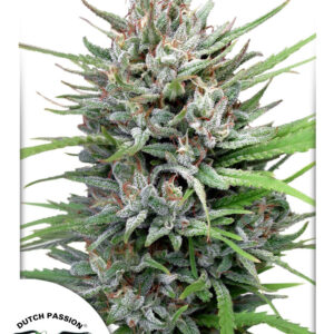Passion #1 Feminised Cannabis Seeds by Dutch Passion