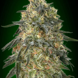 Gorilla Feminised Cannabis Seeds by 00 Seeds