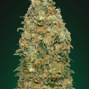 White Widow Feminised Cannabis Seeds by 00 Seeds