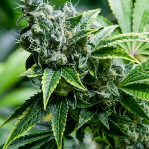 Eden CBD Feminised Cannabis Seeds by Super Strains