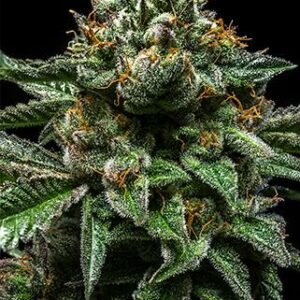 Chempie Feminised Cannabis Seeds by Ripper Seeds