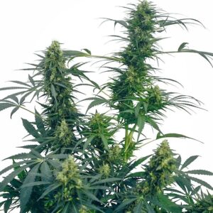 Guerrilla's Gusto Regular Cannabis Seeds by Sensi Seeds