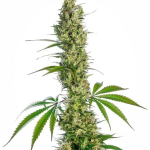 Eagle Bill Regular Cannabis Seeds by Sensi Seeds