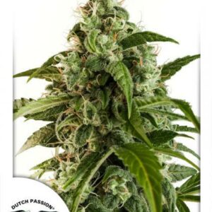 Euforia Auto Feminised Cannabis Seeds by Dutch Passion