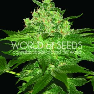 Afghan Kush Regular cannabis seeds
