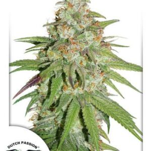 Glueberry O.G. Feminised Cannabis Seeds by Dutch Passion