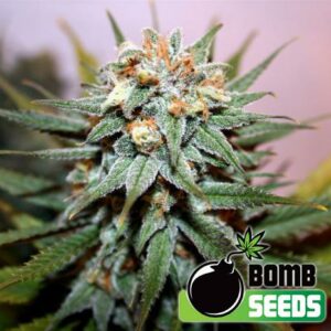 Hash Bomb Feminised Cannabis Seeds by Bomb Seeds