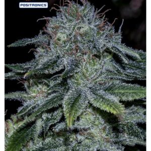 Mystic Cookie Feminised Cannabis Seeds by Positronic Seeds